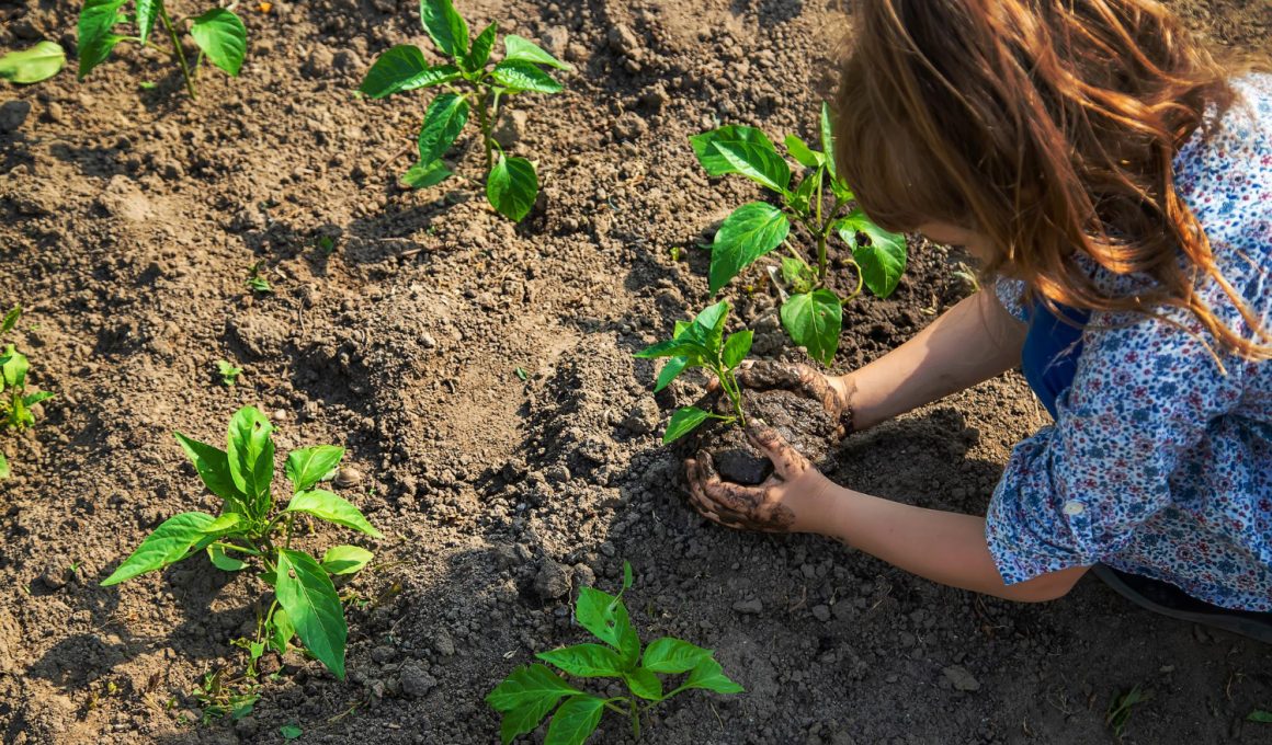 Ce legume poți planta într-un sol argilos?