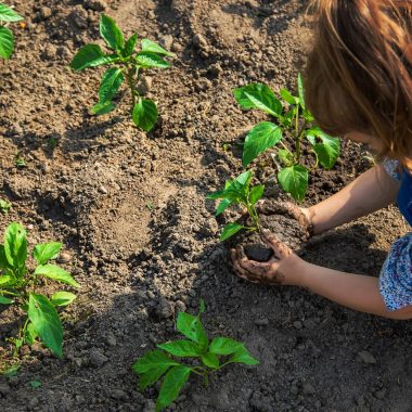 Ce legume poți planta într-un sol argilos?